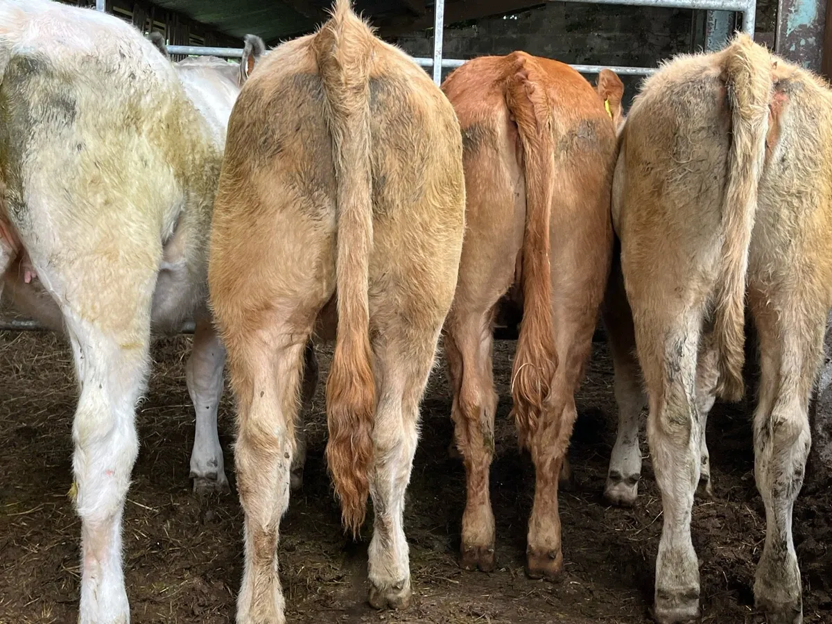 Seven Heifers - Image 4
