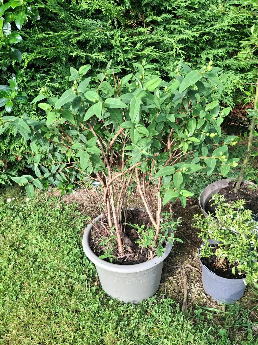 Garden plants - Image 3