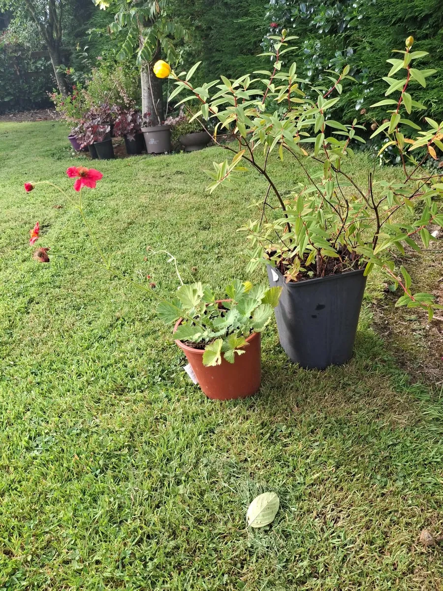 Garden plants - Image 4