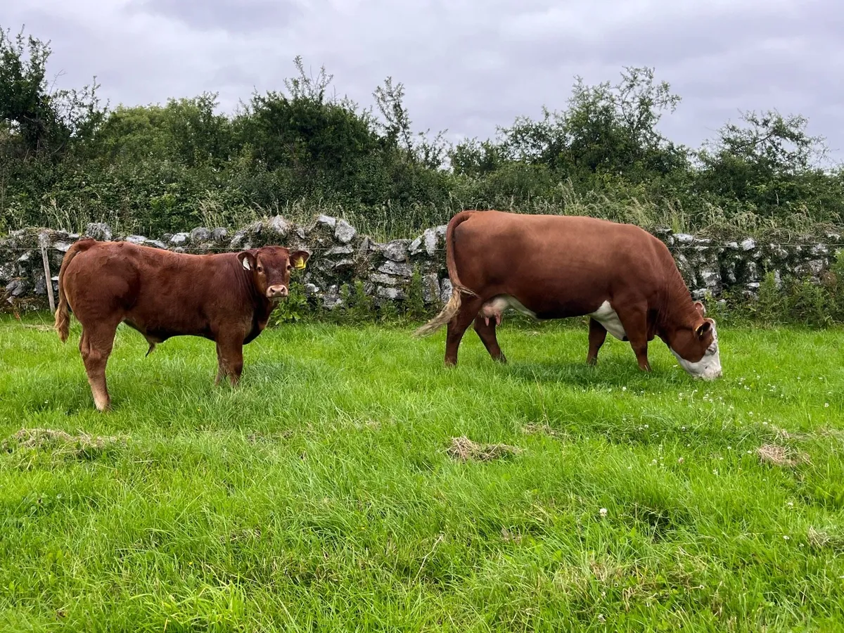 3 Sucker cows & calf’s - Image 2
