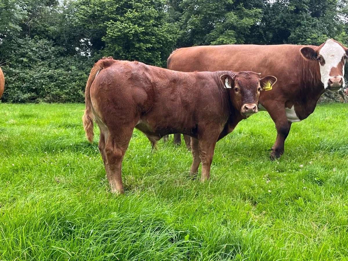 3 Sucker cows & calf’s - Image 3