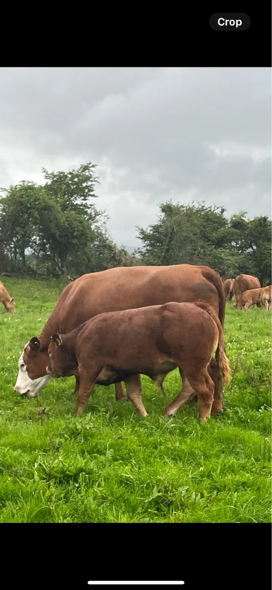 3 Sucker cows & calf’s - Image 1