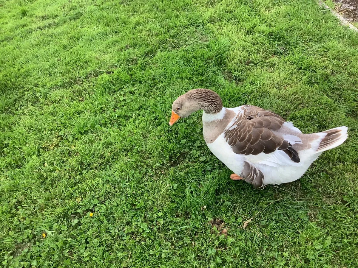 Pomeranian geese - Image 1