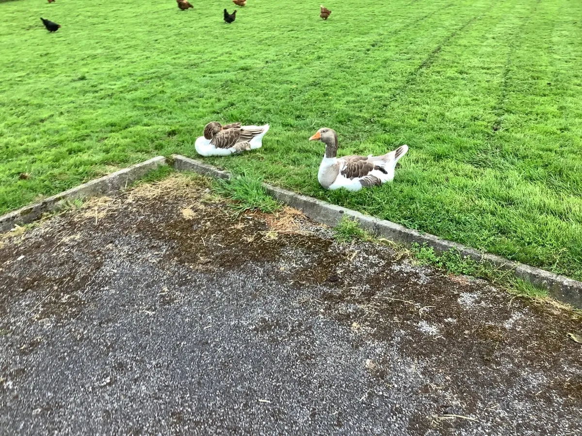 Pomeranian geese - Image 2