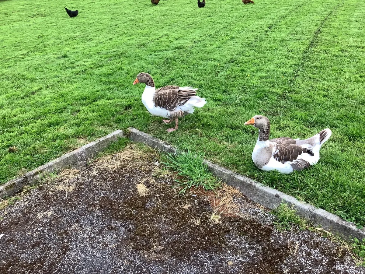 Pomeranian geese - Image 3
