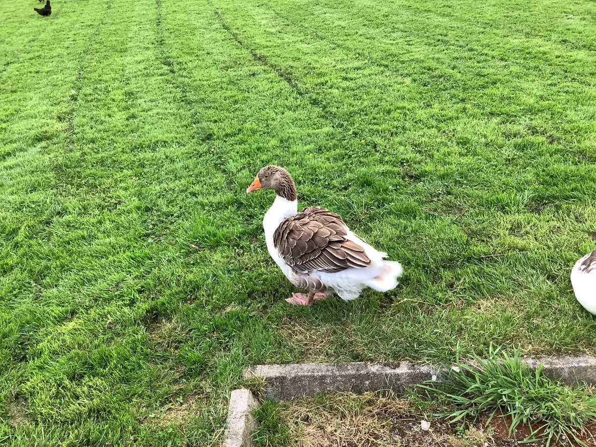 Pomeranian geese - Image 4