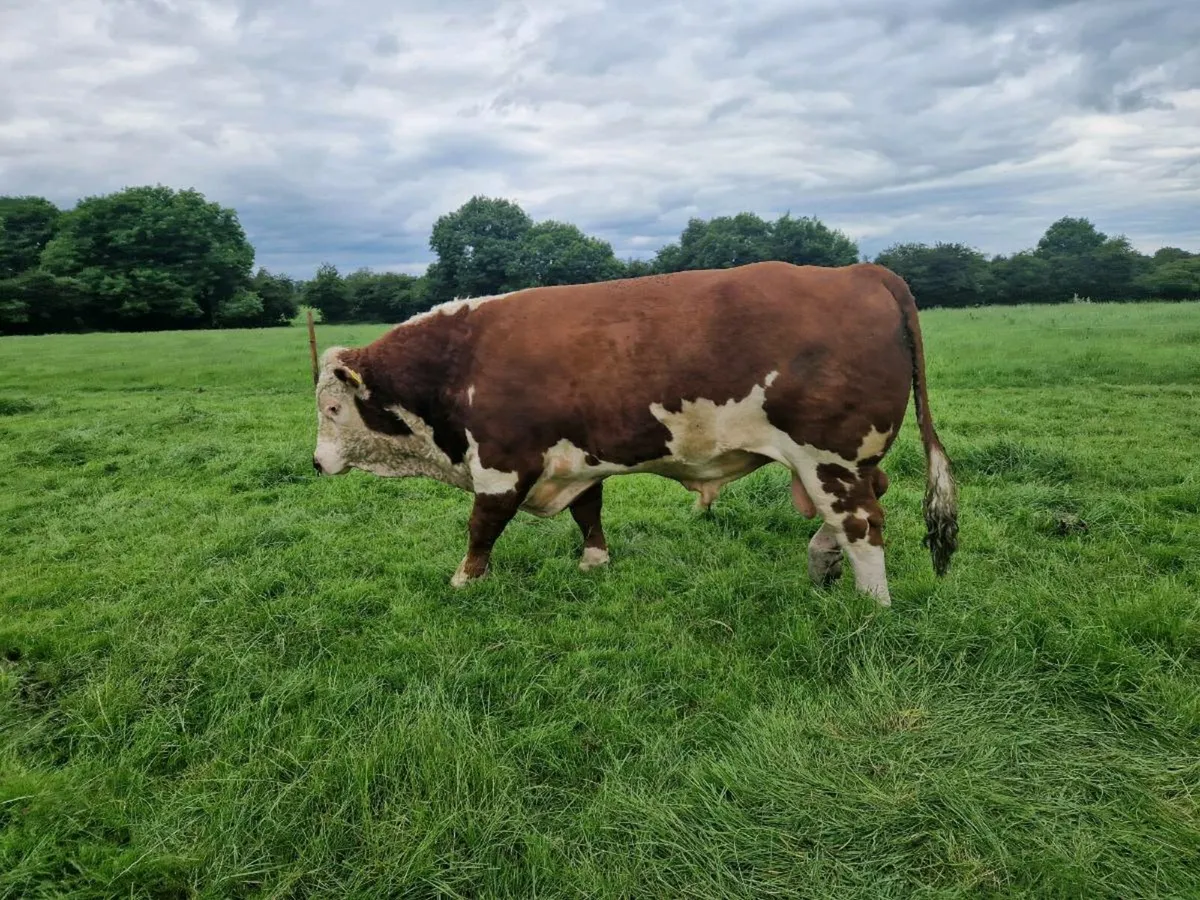 Beef bull - Image 1