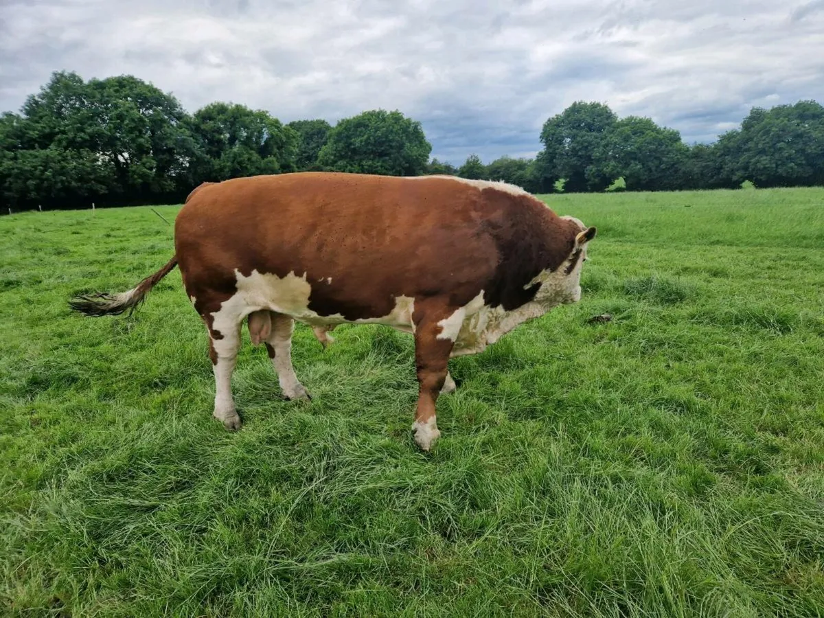 Beef bull - Image 2