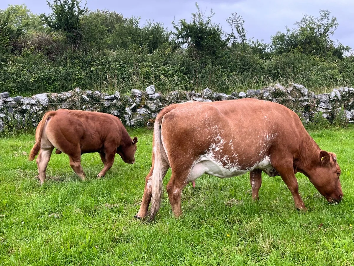 3 Sucker cows & calf’s - Image 4