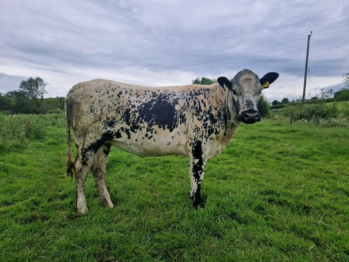 Breeding heifer - Image 3