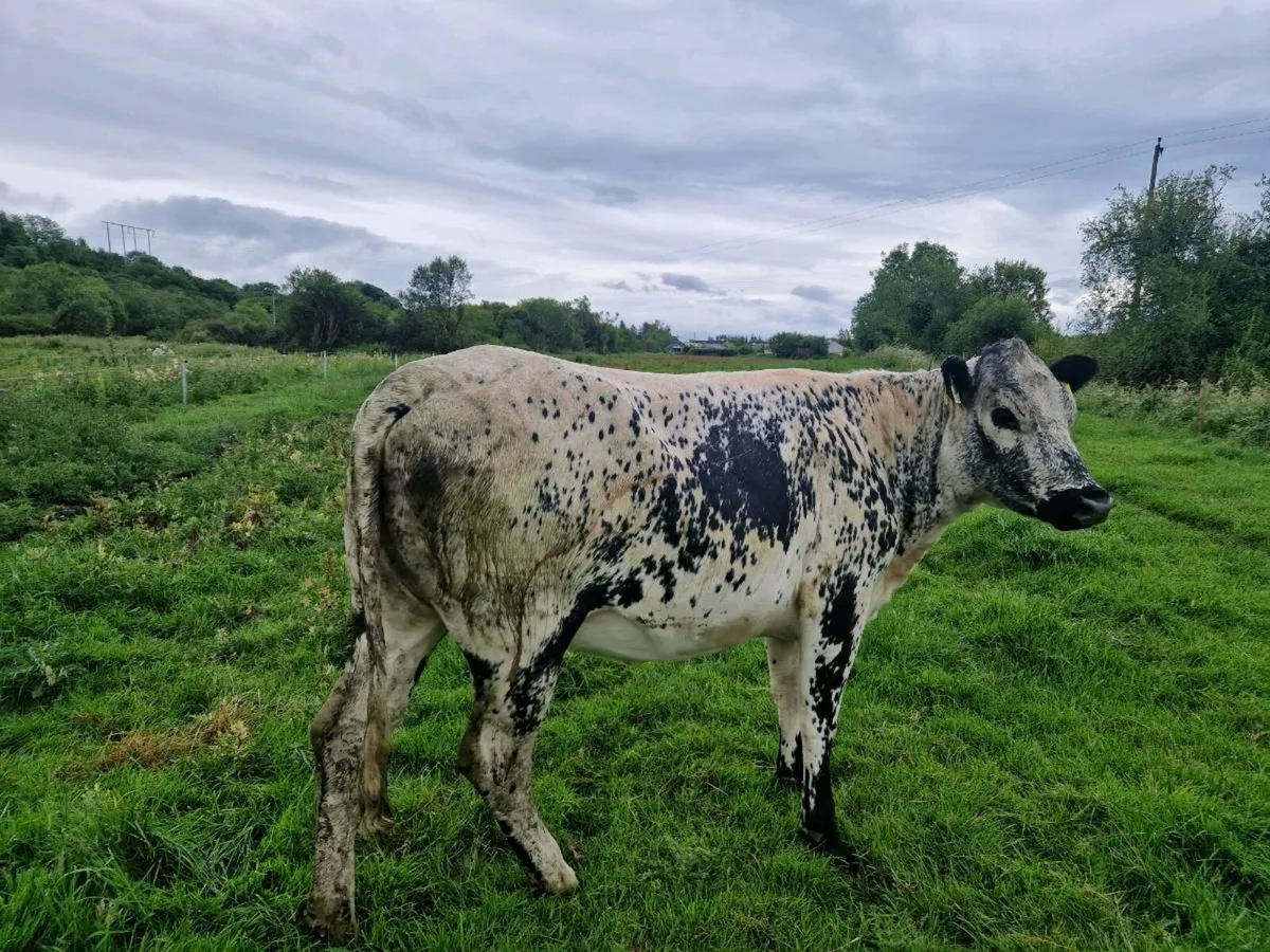 Breeding heifer - Image 4