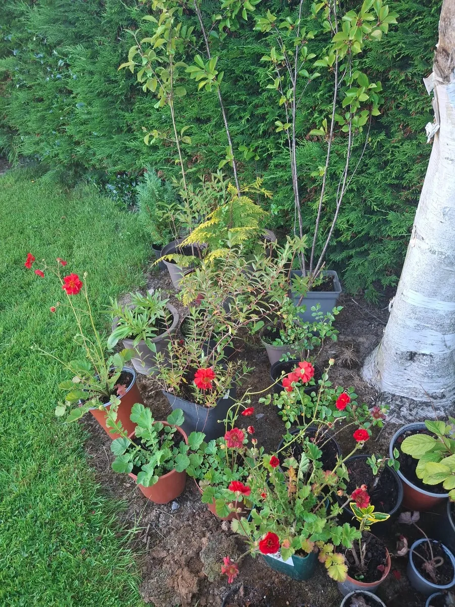 Garden plants - Image 1