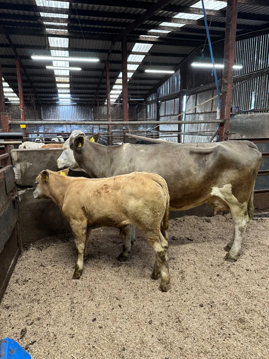 Cow and calve - Image 2