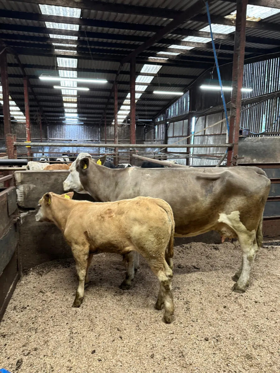 Cow and calve - Image 4