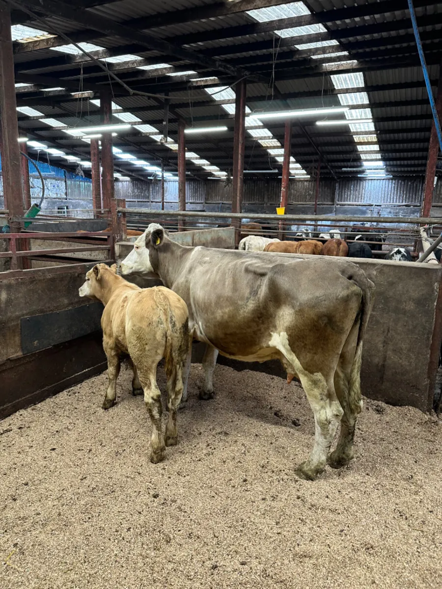 Cow and calve - Image 3