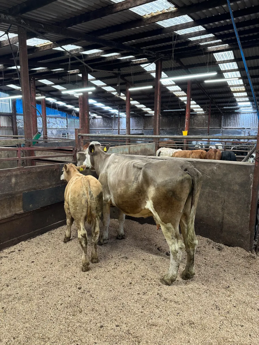 Cow and calve - Image 1