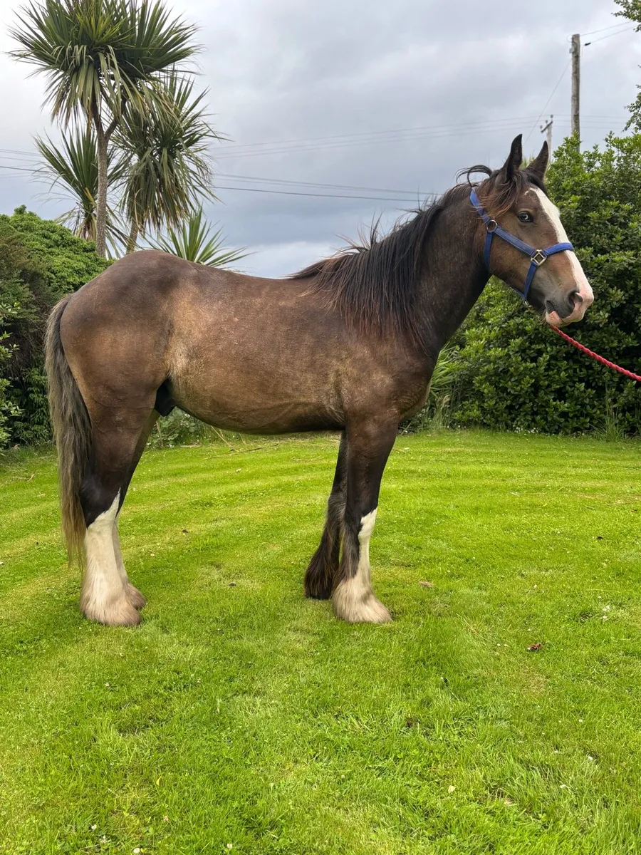 15/2 chocolate dun gelding to make 16/2 - Image 1