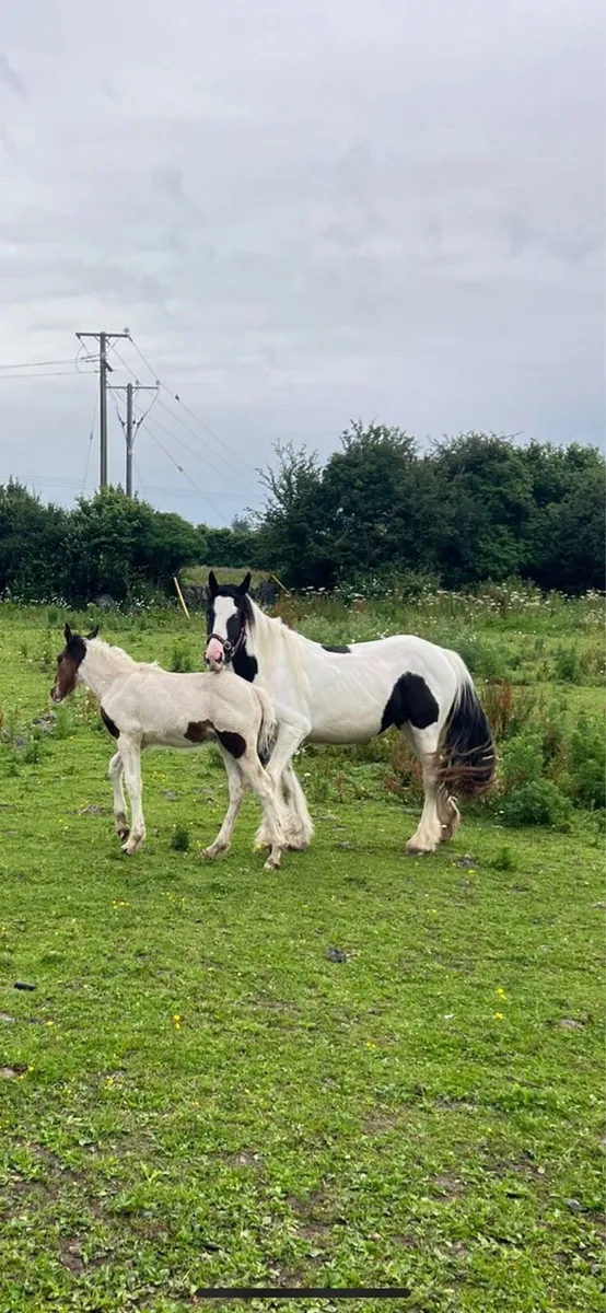3 years old filly and foal - Image 1