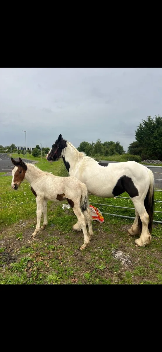 3 years old filly and foal - Image 2