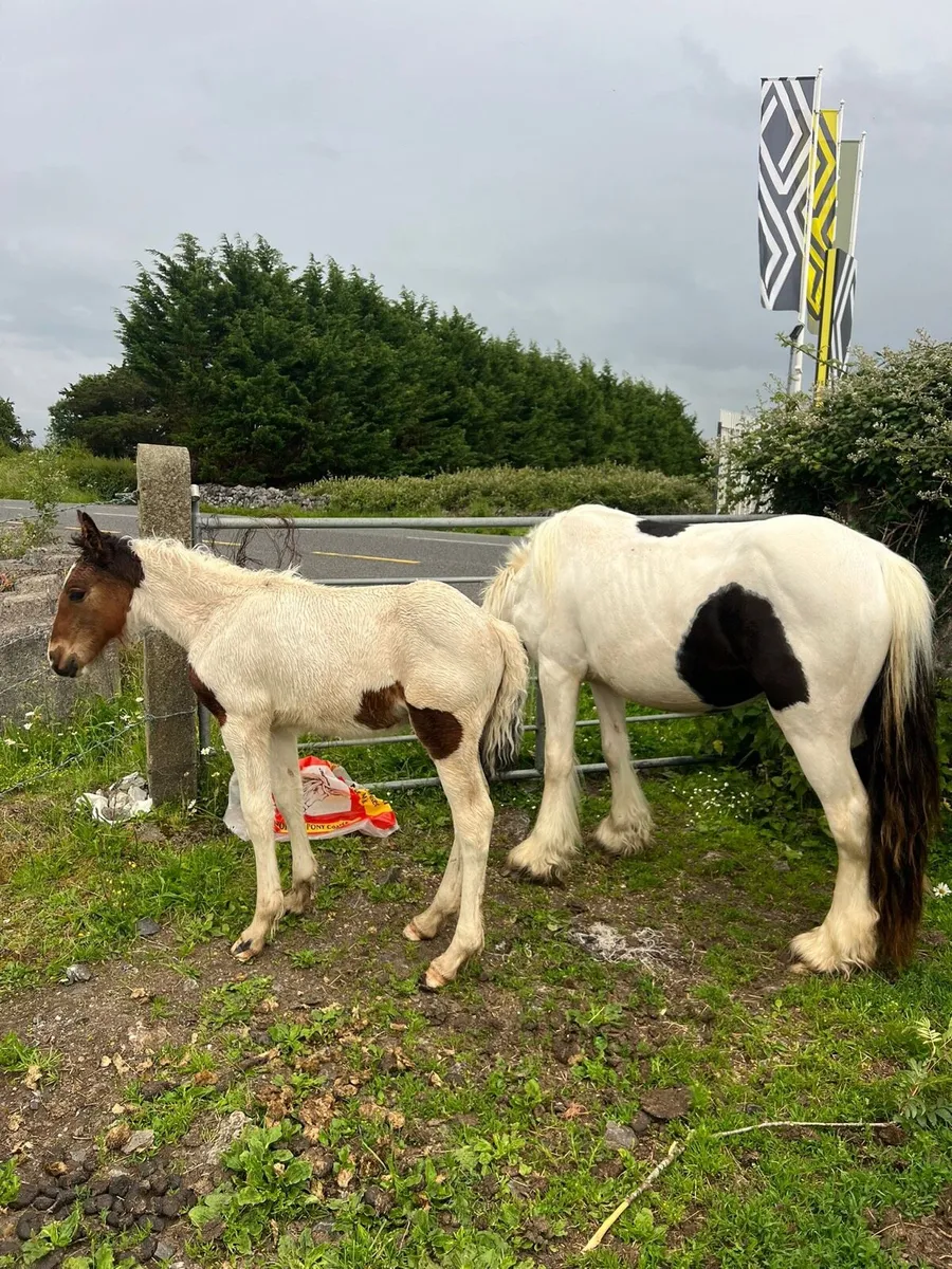 3 years old filly and foal - Image 3