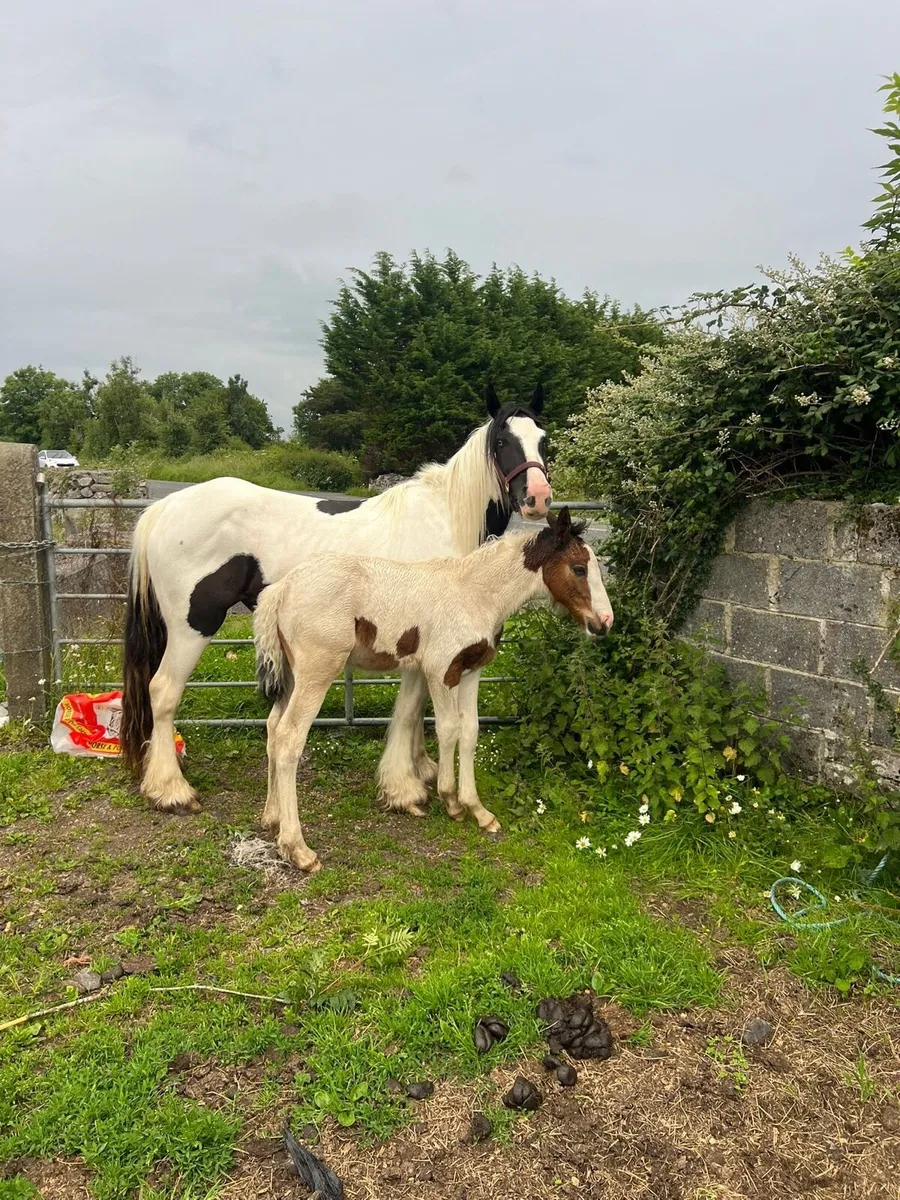 3 years old filly and foal - Image 4