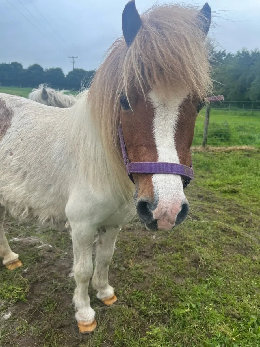 Mare pony - Image 1