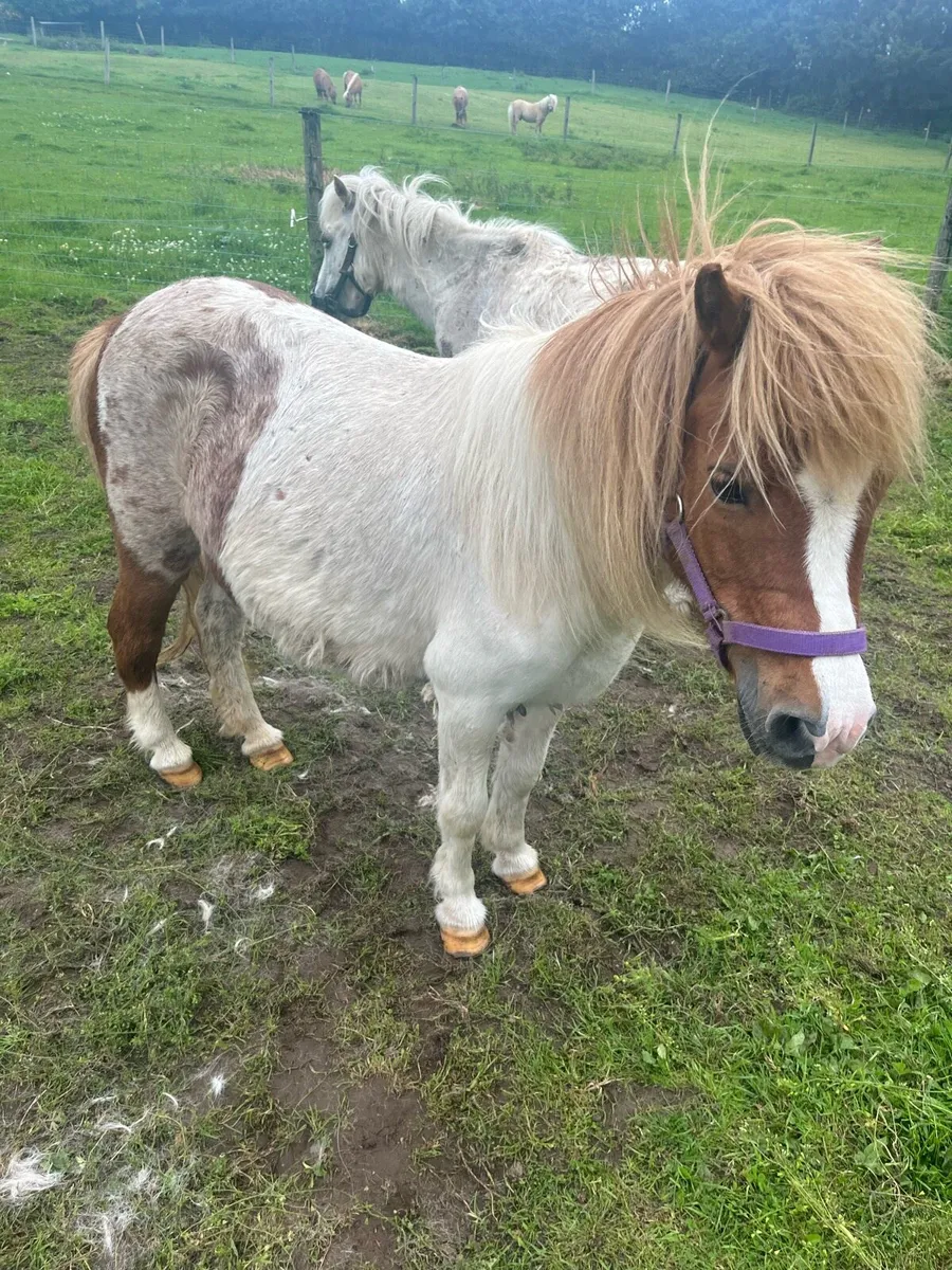Mare pony - Image 2