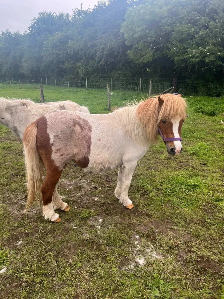 Mare pony - Image 3