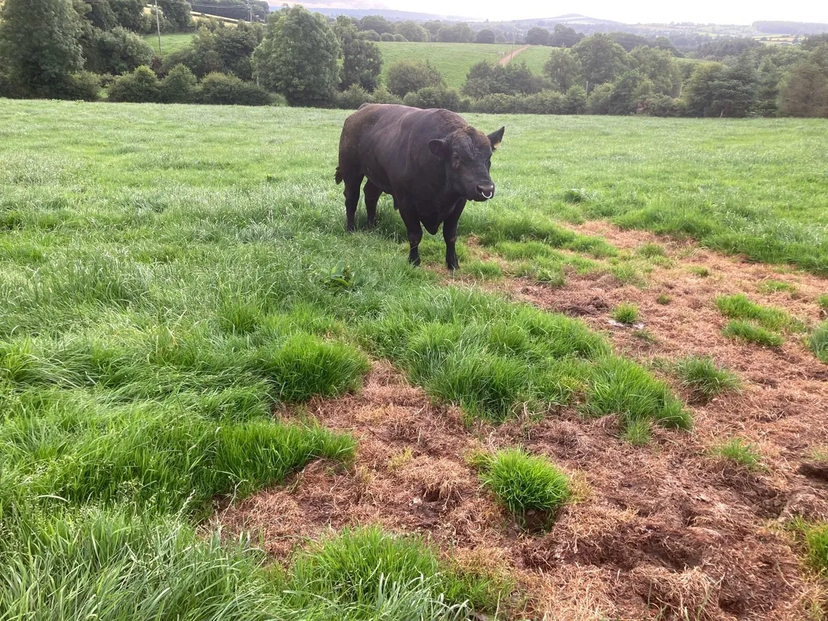 Aberdeen Angus Bull - Image 1