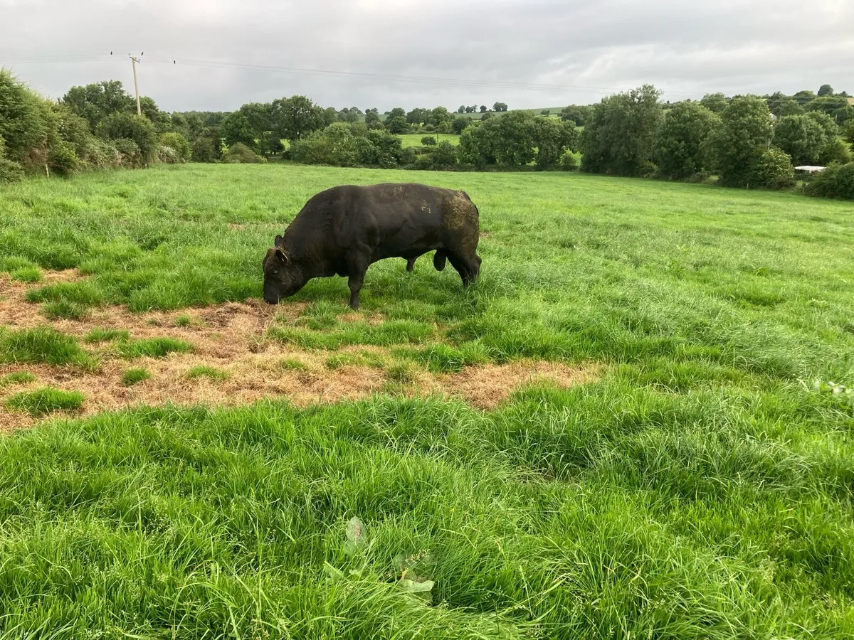 Aberdeen Angus Bull - Image 2