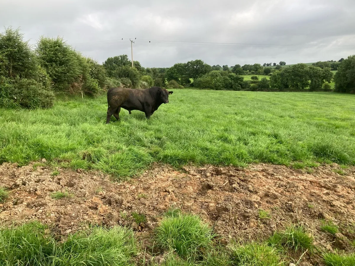 Aberdeen Angus Bull - Image 3