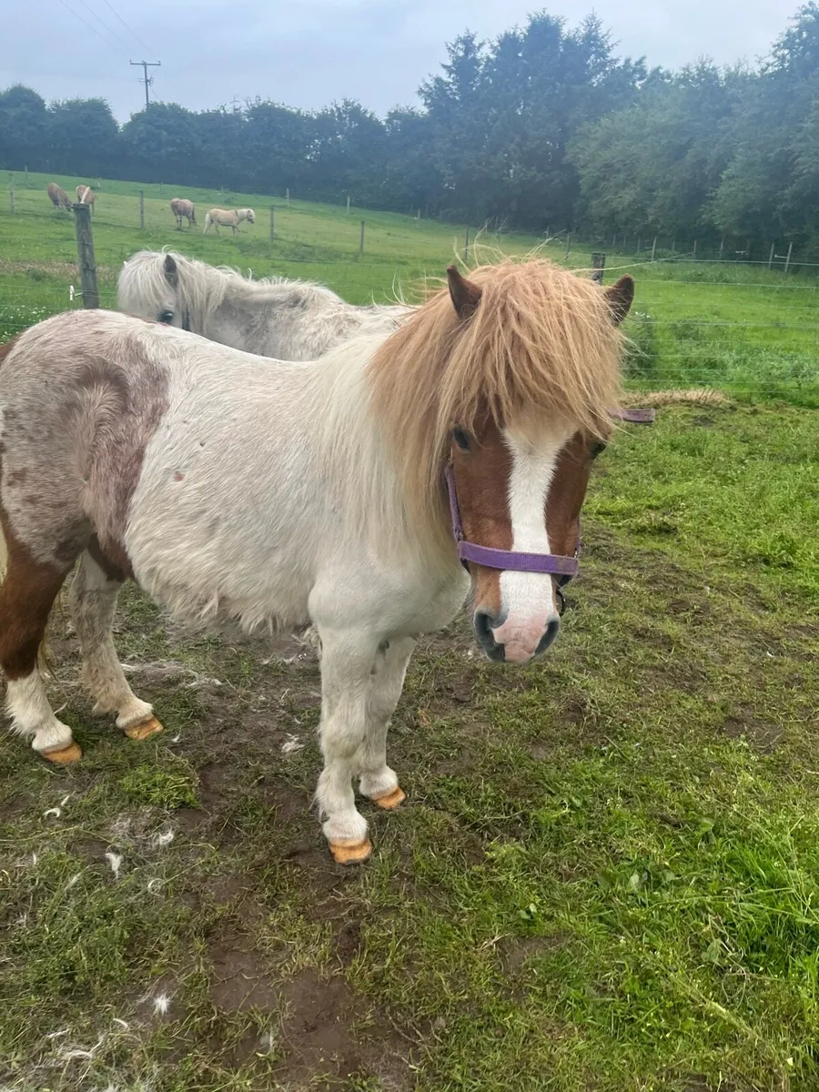 Mare pony - Image 4