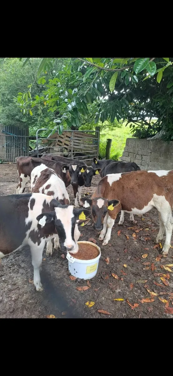 Top Quality FR Bull Calves - Image 1