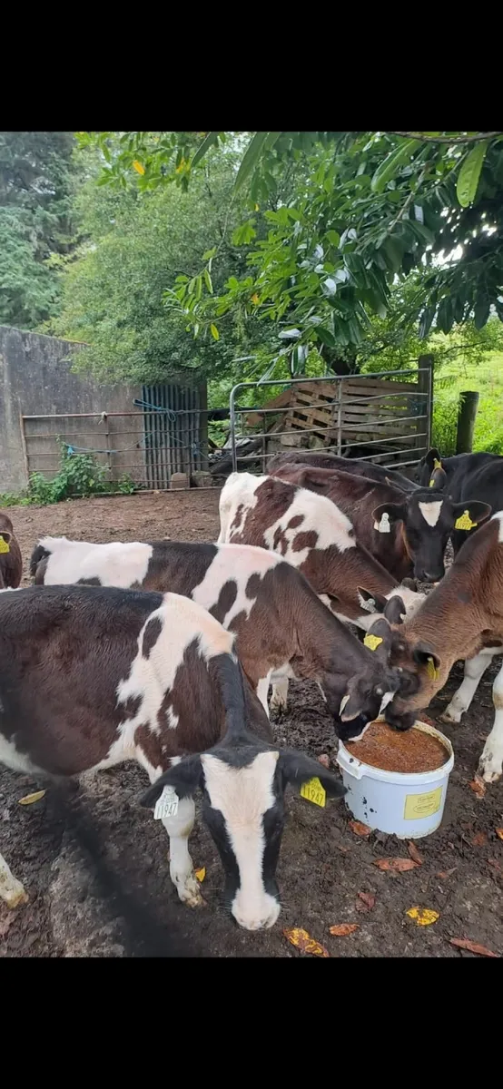 Top Quality FR Bull Calves - Image 2