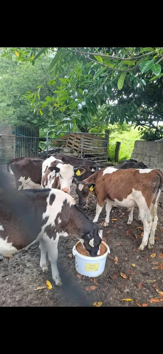 Top Quality FR Bull Calves - Image 3