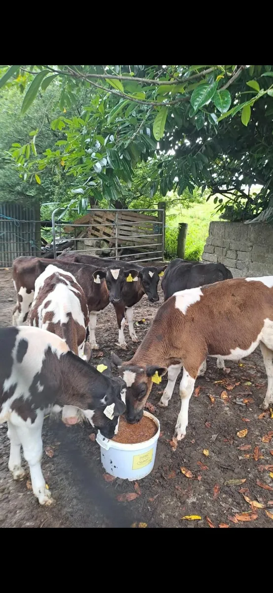 Top Quality FR Bull Calves - Image 4