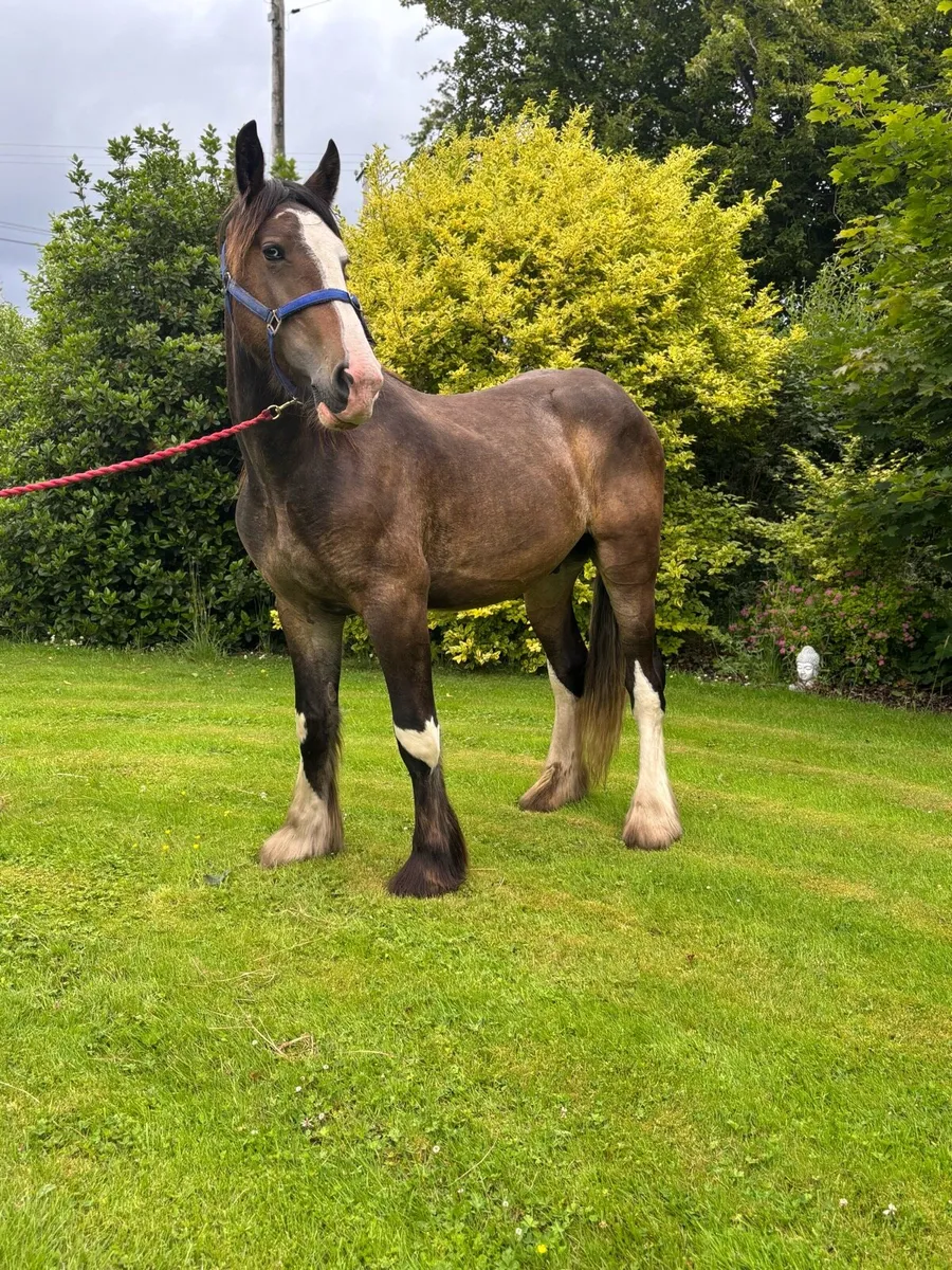 15/2 chocolate dun gelding to make 16/2 - Image 2