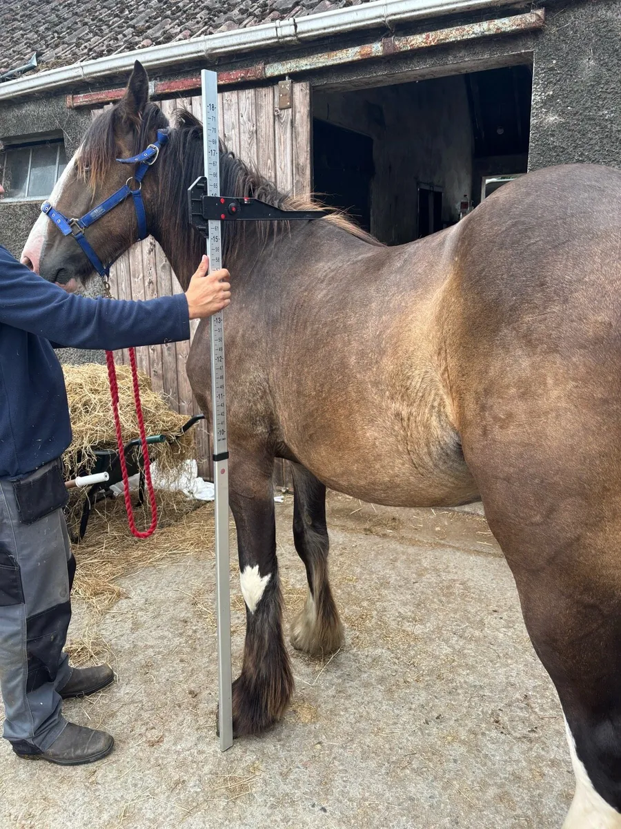 15/2 chocolate dun gelding to make 16/2 - Image 3