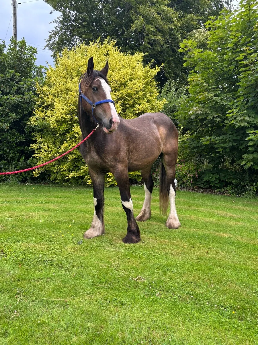 15/2 chocolate dun gelding to make 16/2 - Image 4