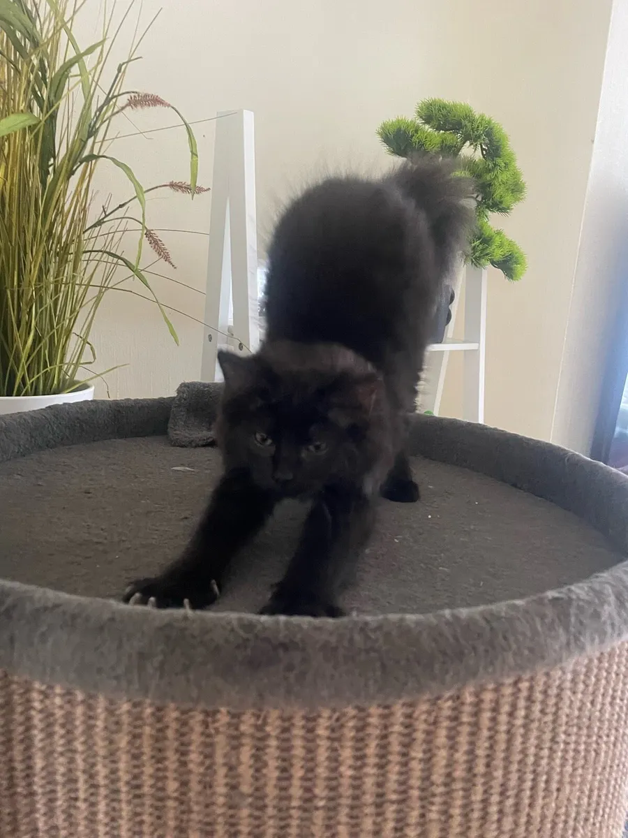 Kittens - Image 3