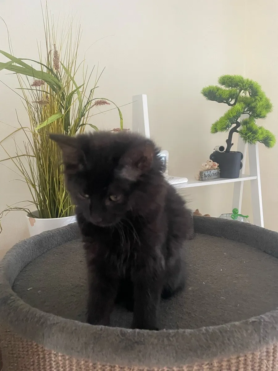 Kittens - Image 1