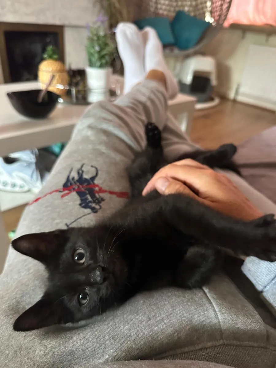 Kittens - Image 2