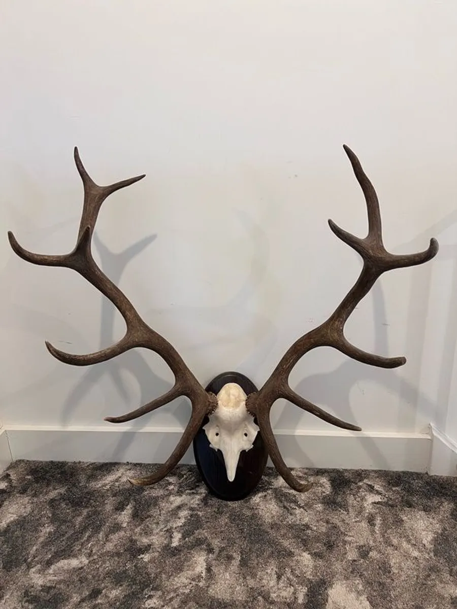 2 Stags Heads - Image 1