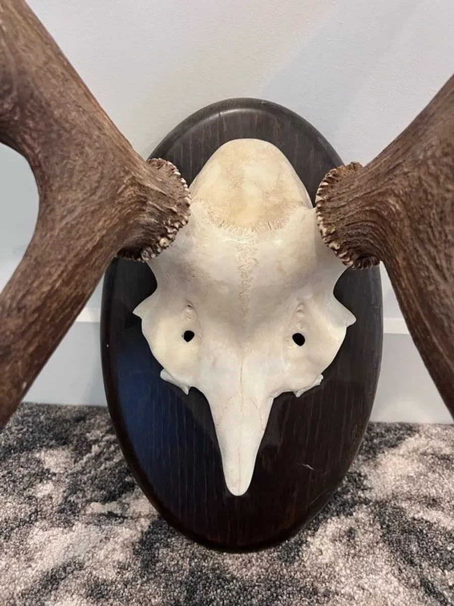 2 Stags Heads - Image 2