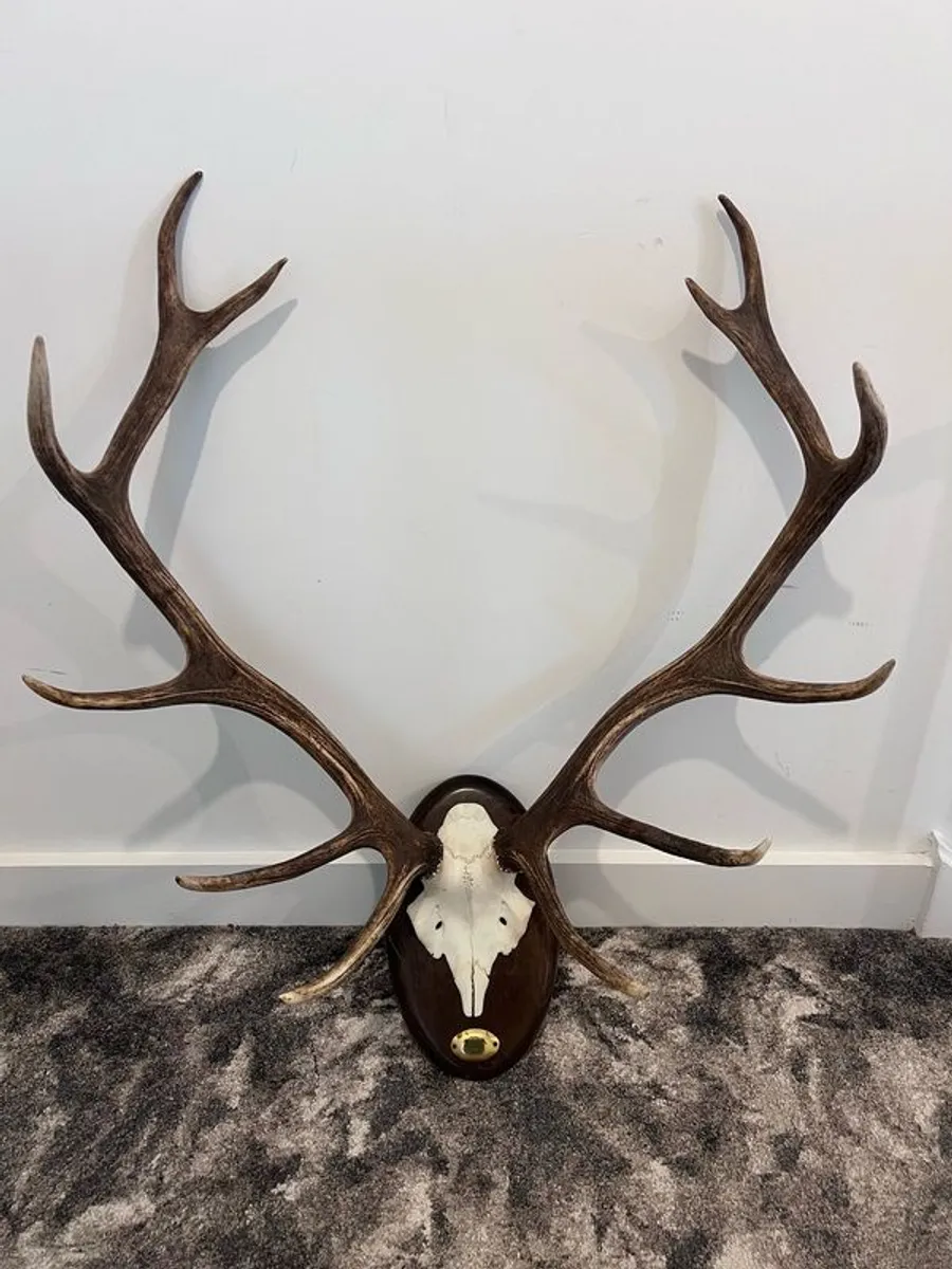 2 Stags Heads - Image 4