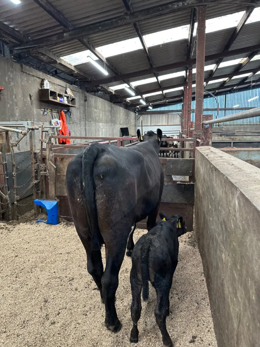 Angus heifer and Calve - Image 3
