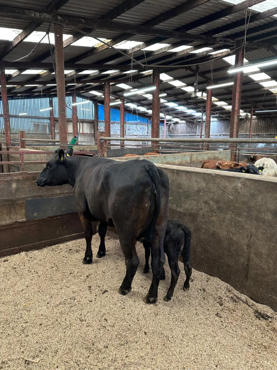 Angus heifer and Calve - Image 1
