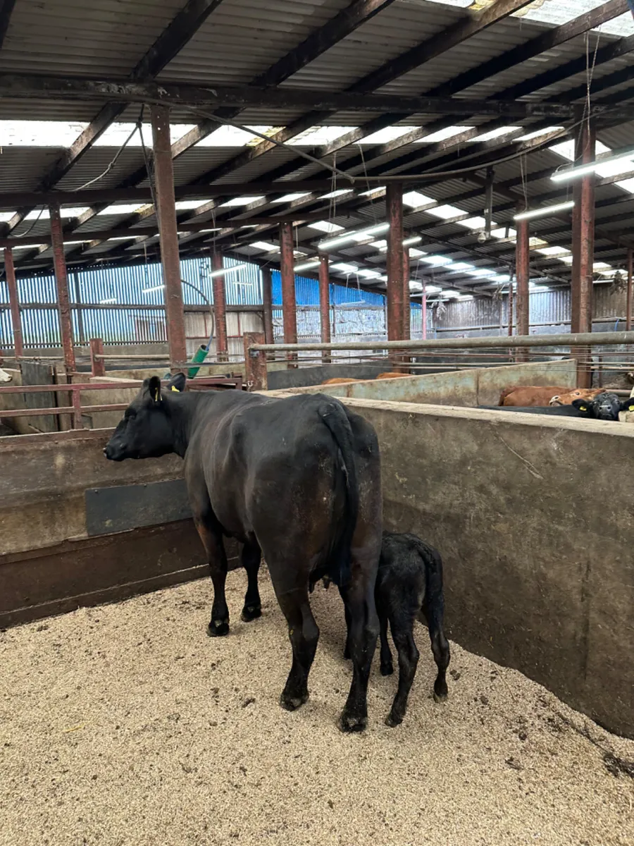 Angus heifer and Calve - Image 2