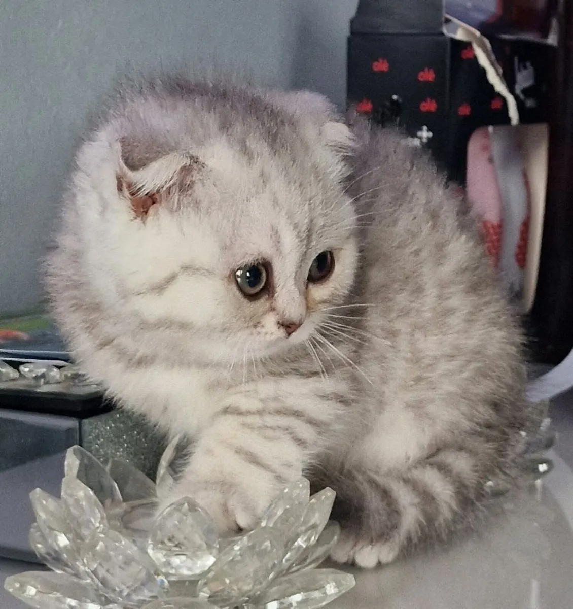 Kitten - Image 2