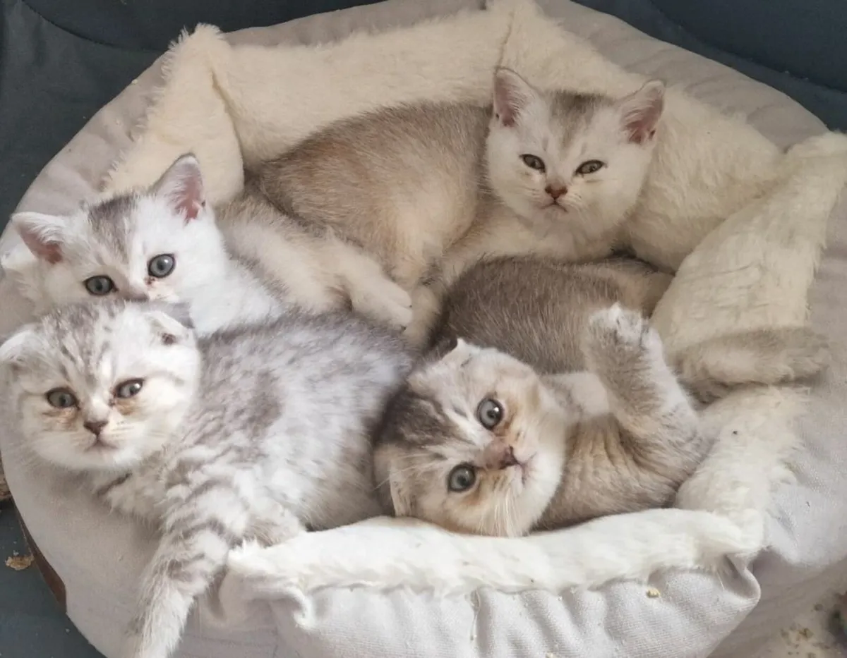 Kitten - Image 3